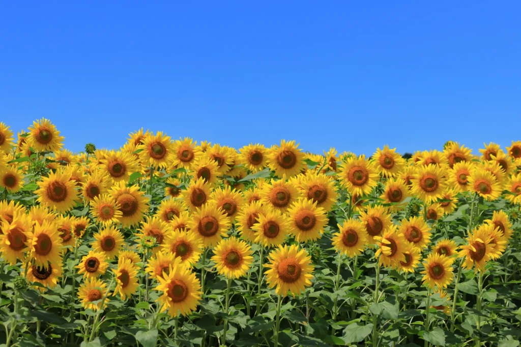 満開にさく大量のひまわり