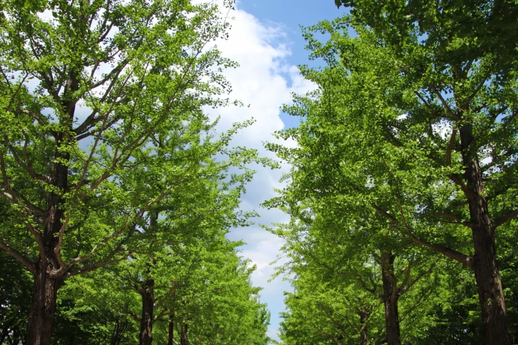 福島県のおすすめデートスポット「あづま総合運動公園」