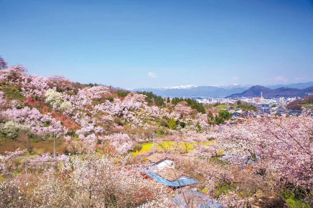 福島市のおすすめデートスポット「花見山公園」