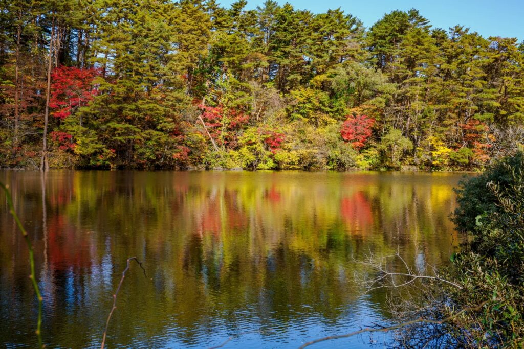 紅葉が水面に反射する秋の五色沼