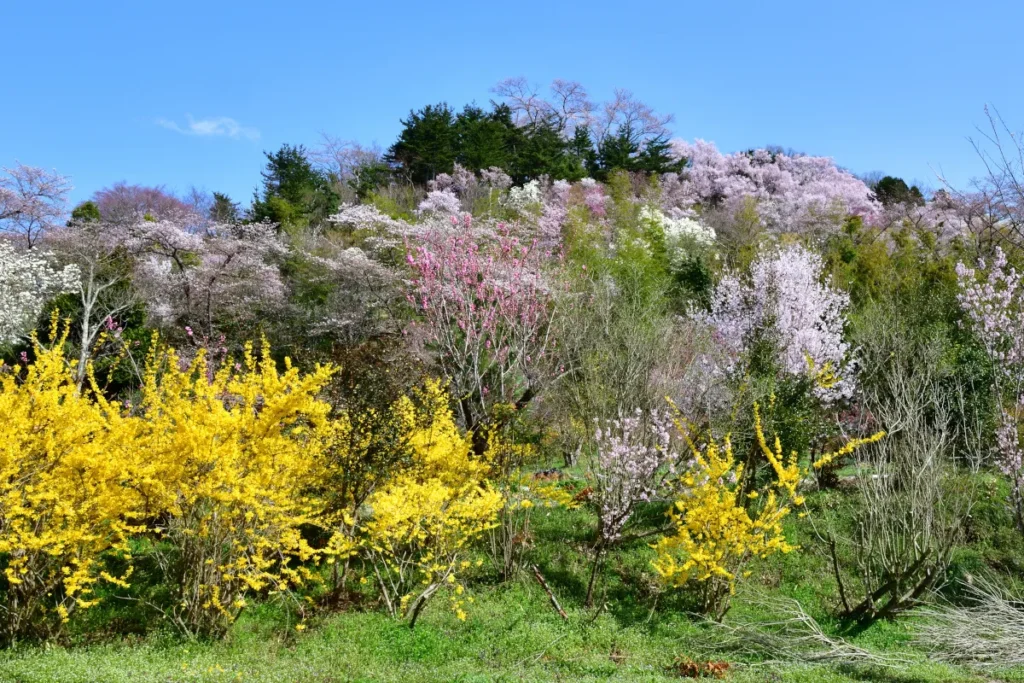 色とりどりの花がさく、花見山公園の様子