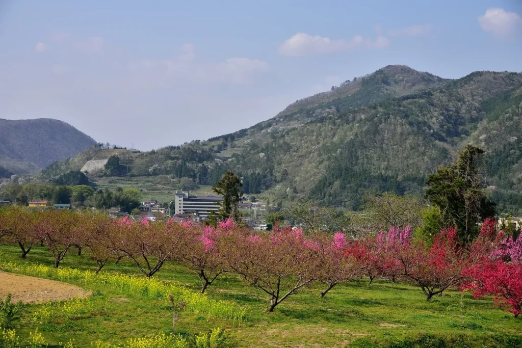 大きな聳えたつ山を背景に桃の花が一面にさく様子