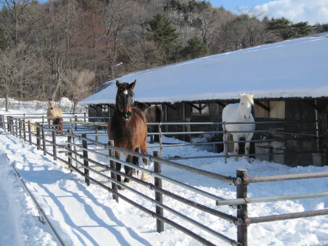 郡山石筵ふれあい牧場にいる馬２頭