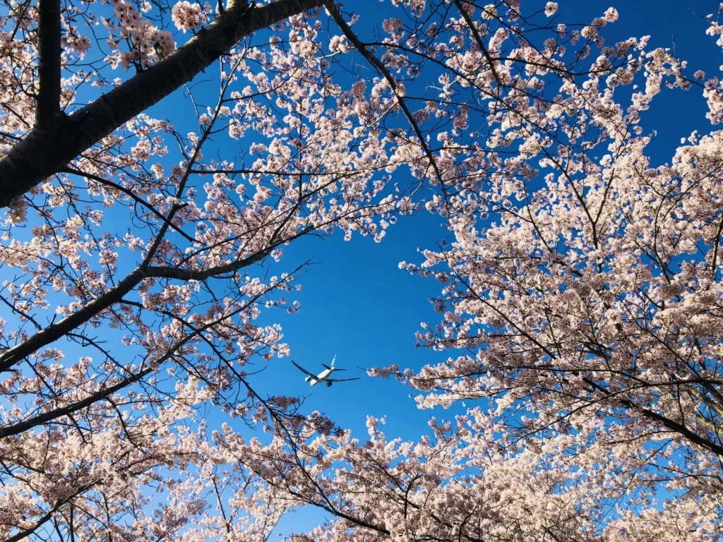 さくらの山の桜と飛行機