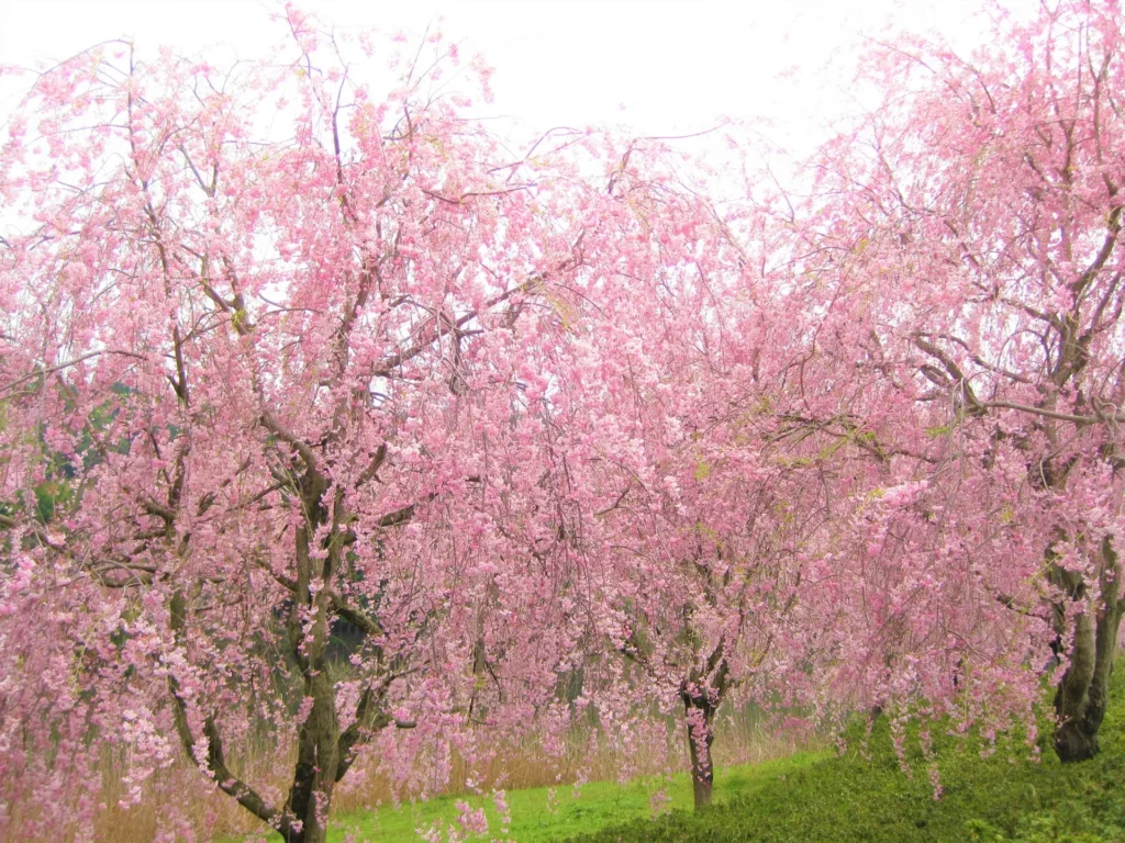 風土記の丘の桜