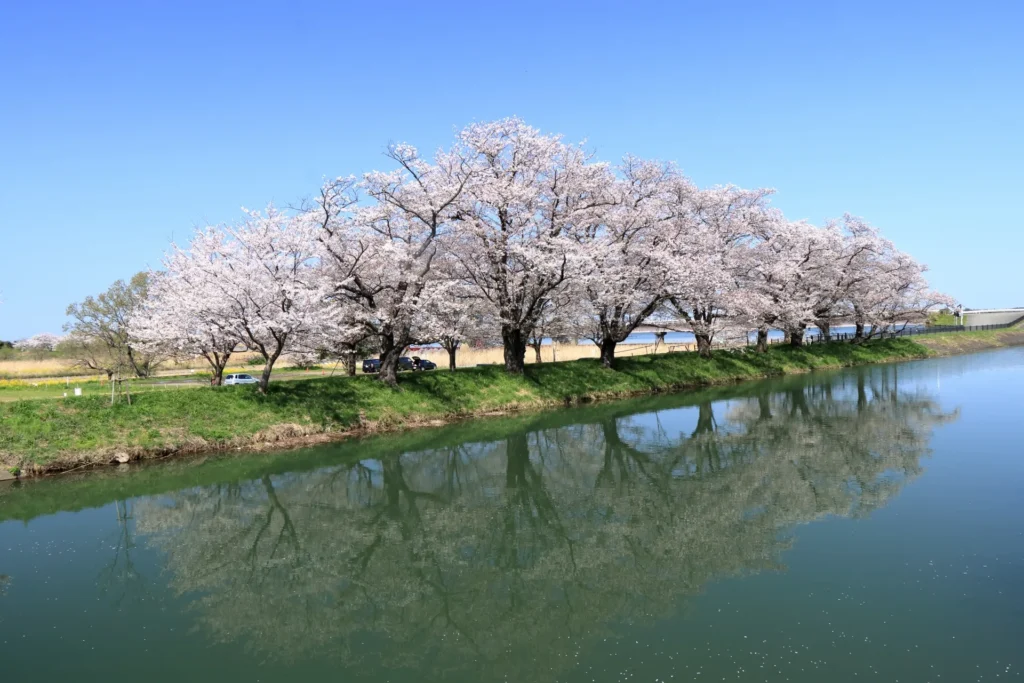茨城県「福岡堰」の桜