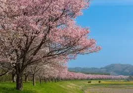 辰ノ口公園の桜