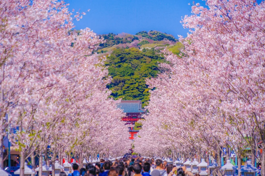 鶴岡八幡宮の桜
