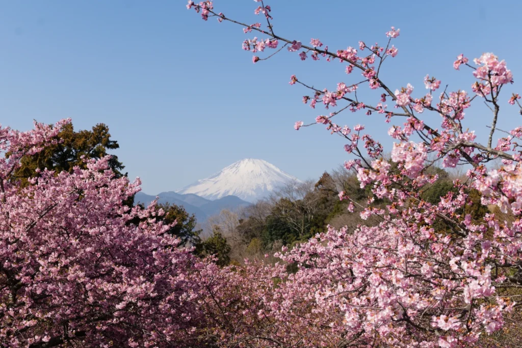西平畑公園の桜と富士山