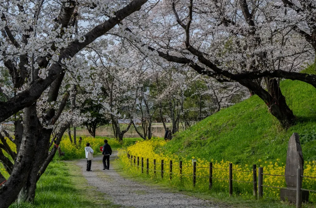 古墳公園の桜と菜の花