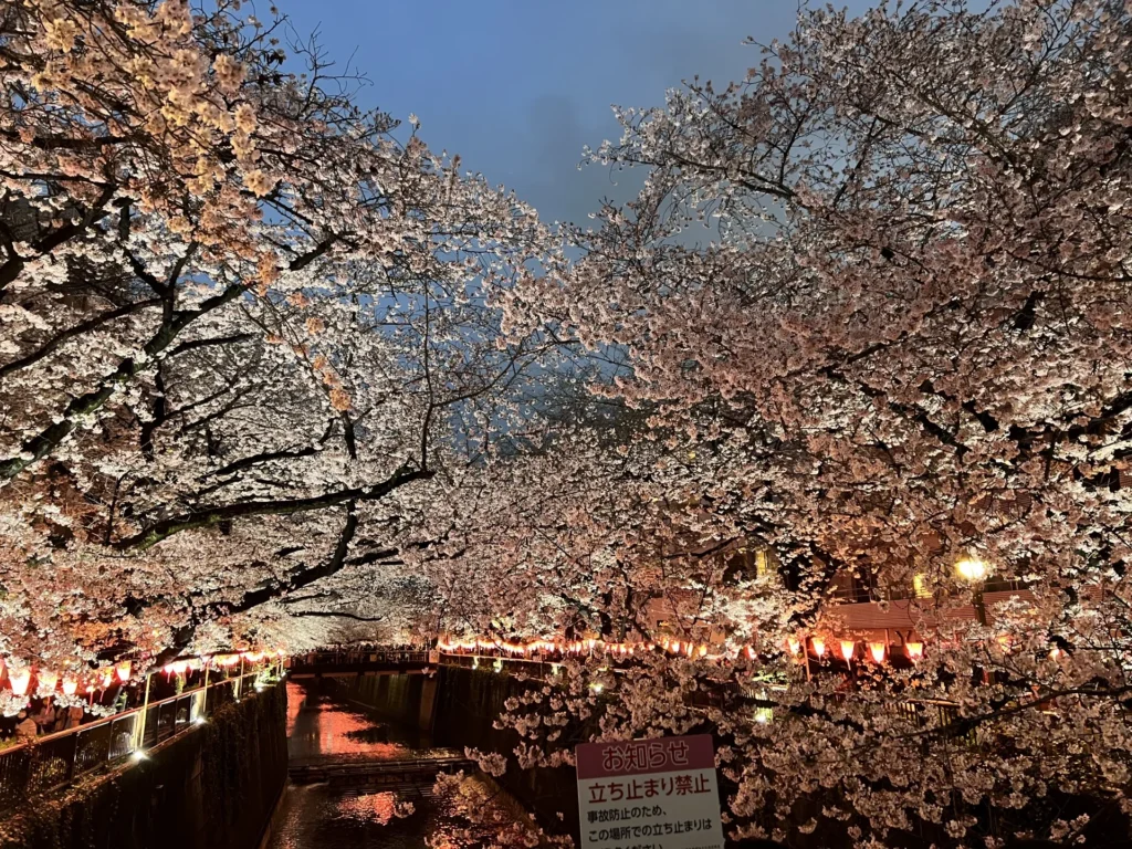 目黒川沿いの桜