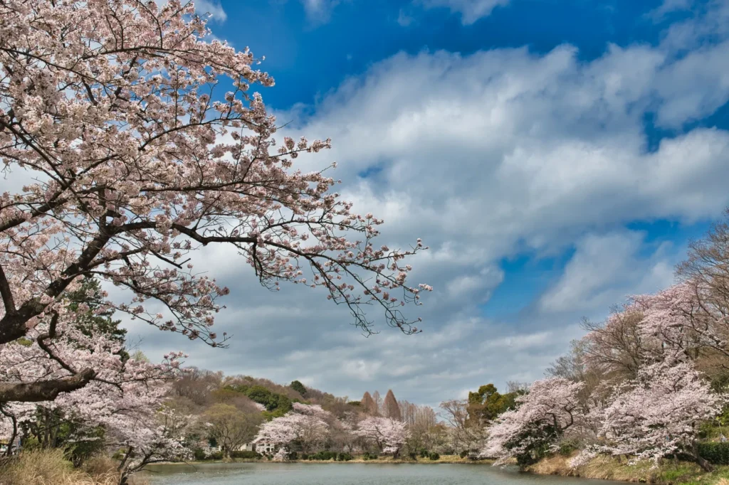 三ツ池公園の桜
