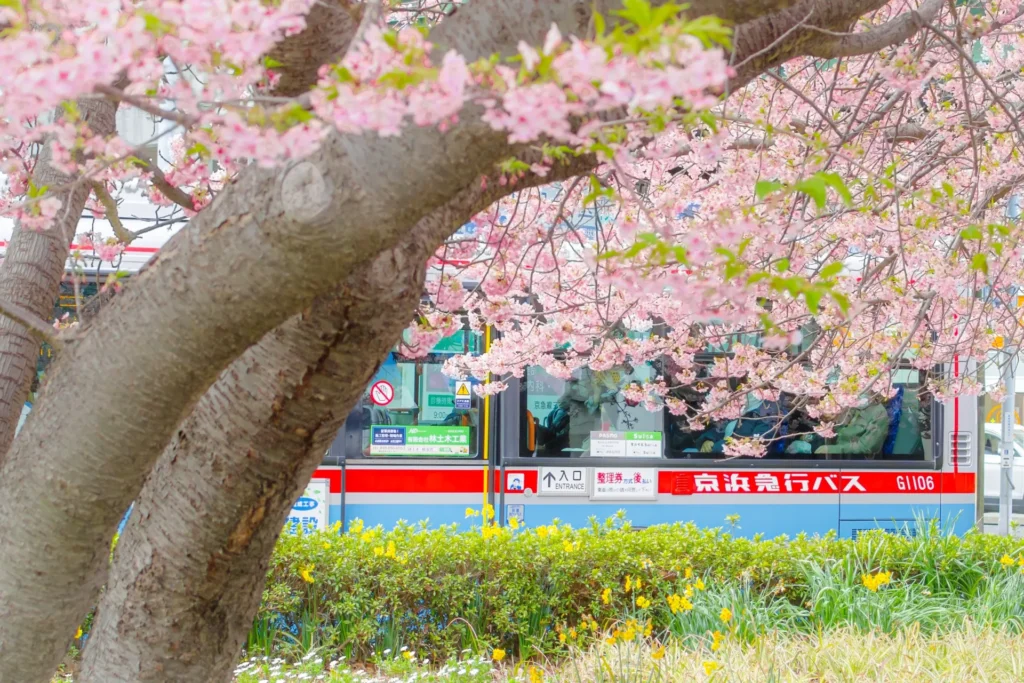三浦海岸の河津桜