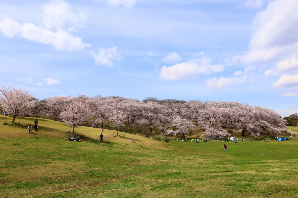 根岸森林公園の桜
