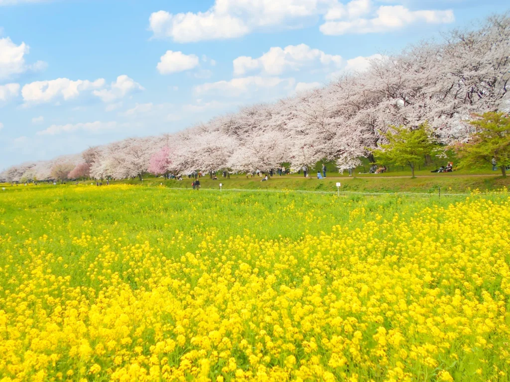 幸手権現堂の桜と菜の花