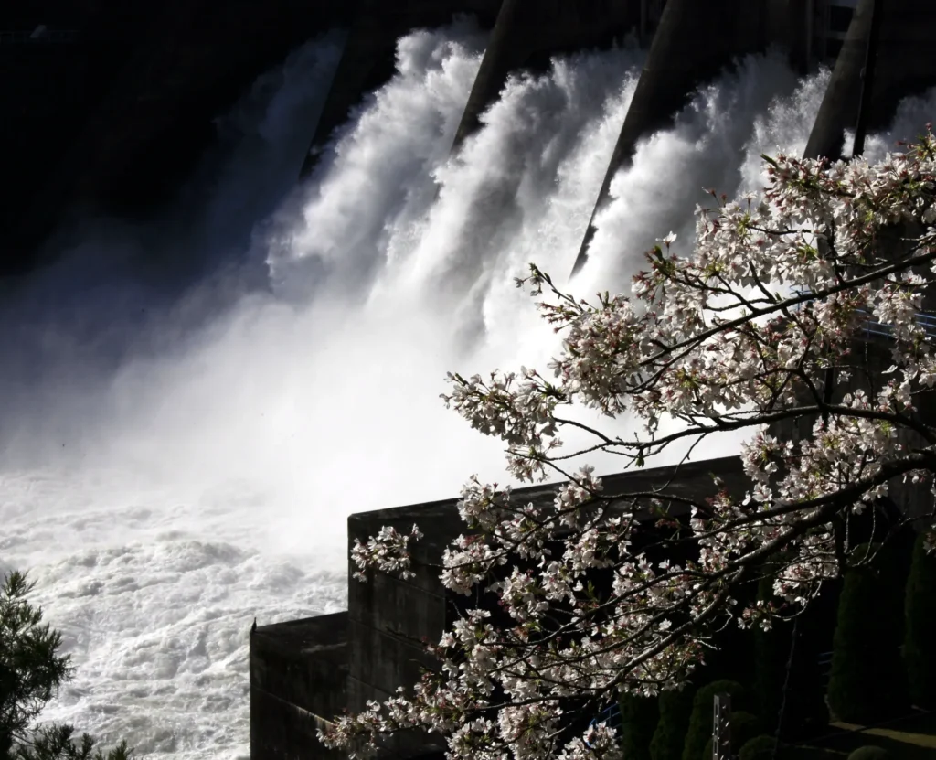 佐久間ダムの水と桜