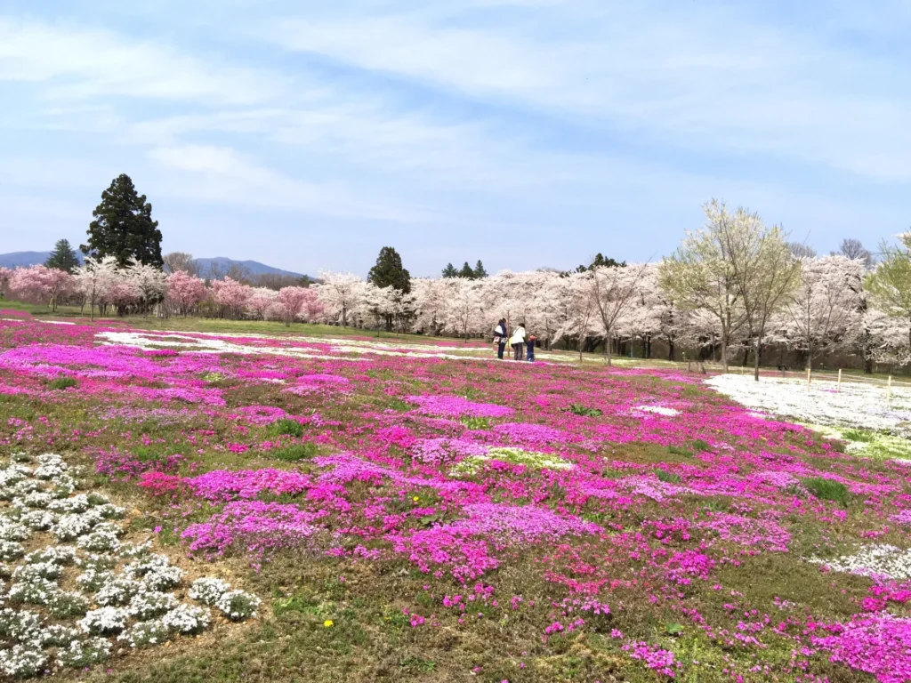 赤城千本桜の桜とお花