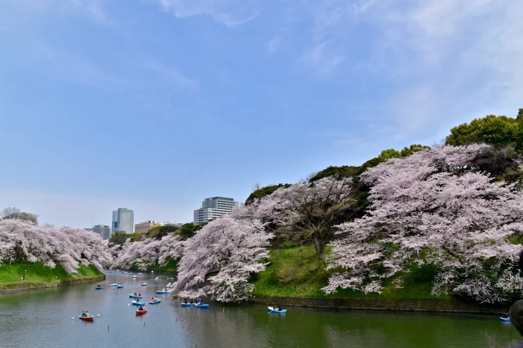 千鳥ヶ淵の桜