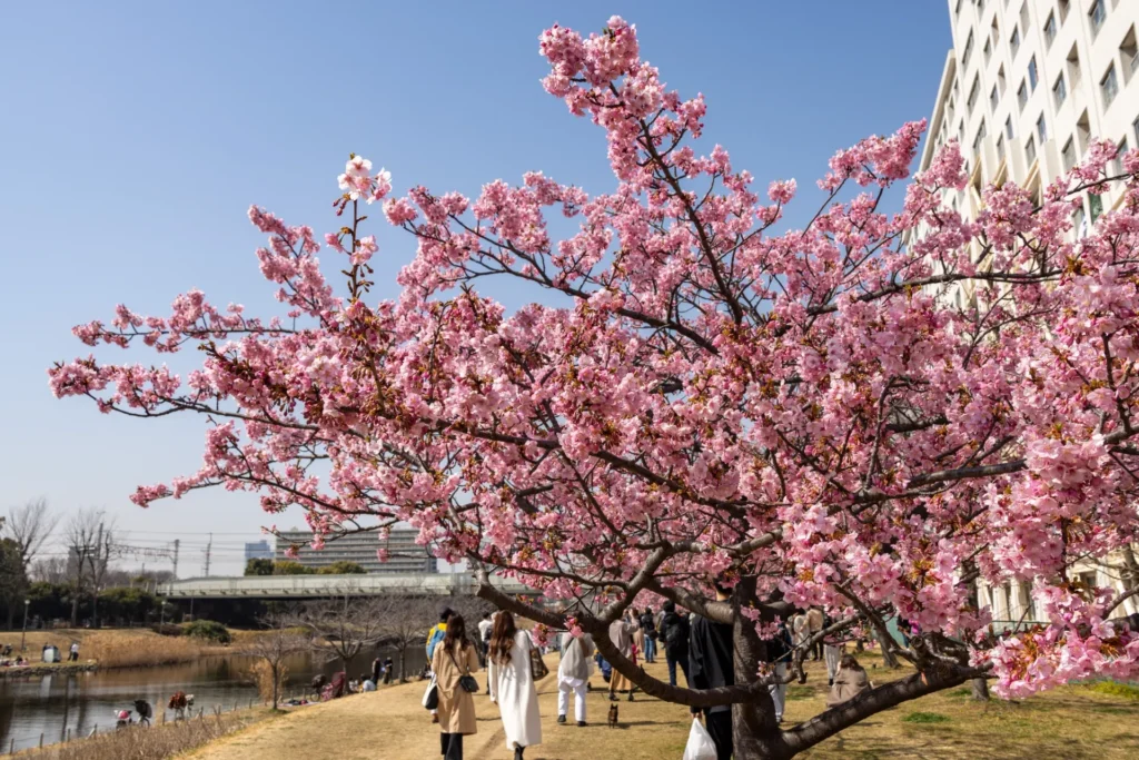 旧中川沿いの桜