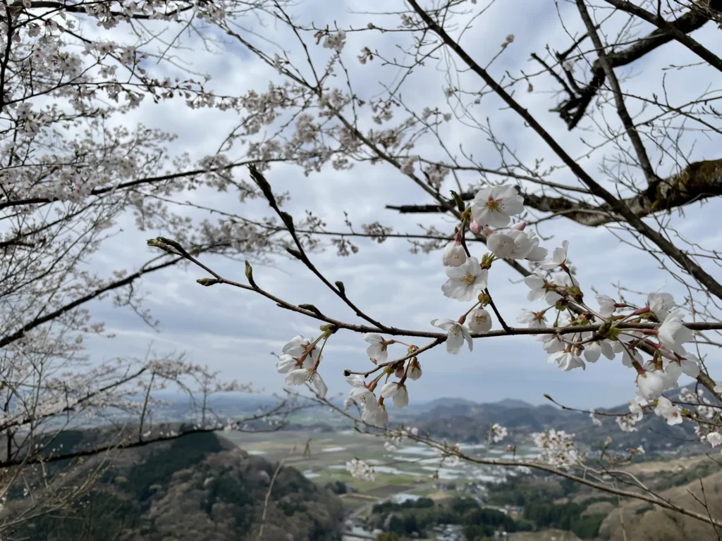 太平山公園の桜と景色