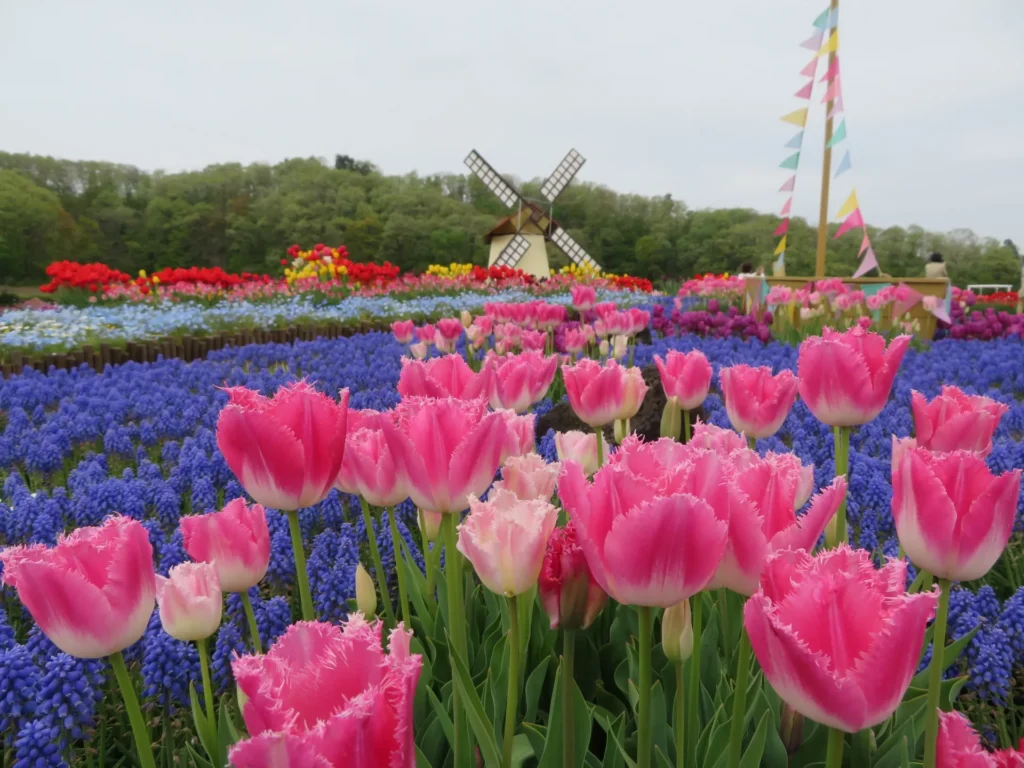 ピンク色のチューリップと風車
