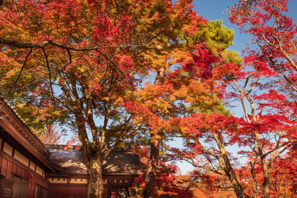 紅に染まったもみじ園の紅葉