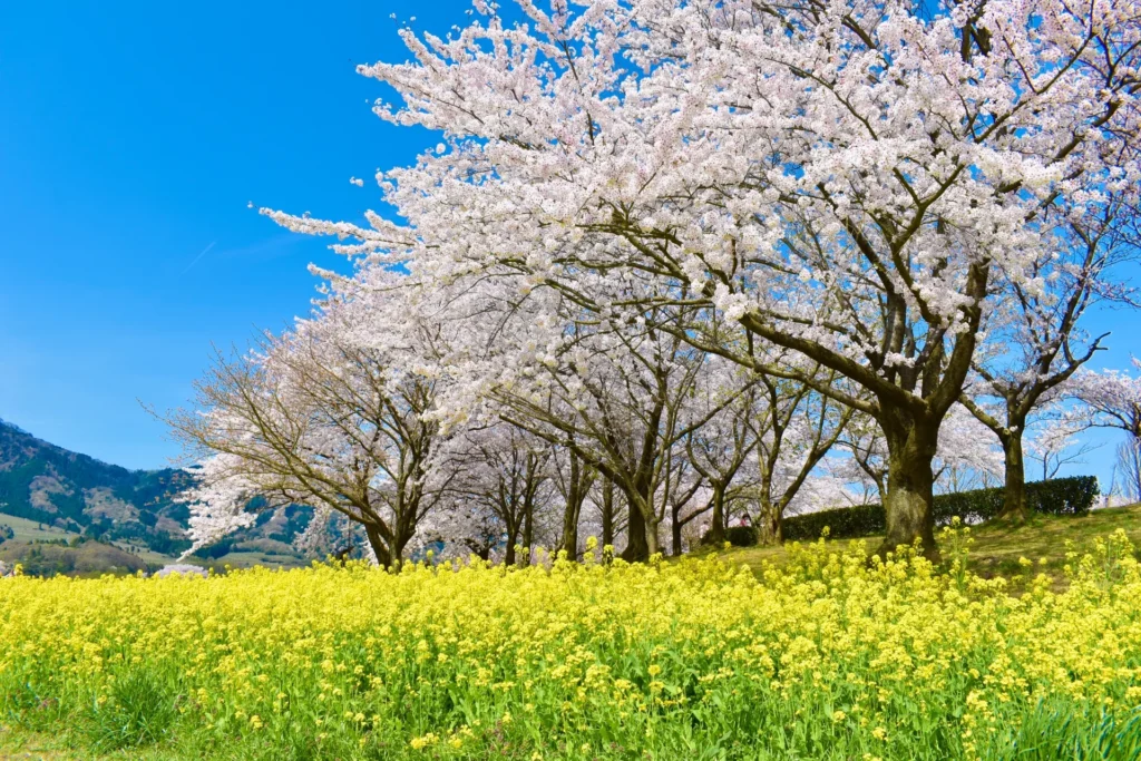 上堰潟公園の菜の花と桜
