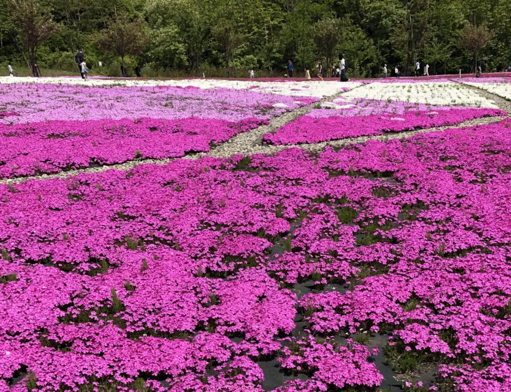 芝桜まつりのピンクの絨毯