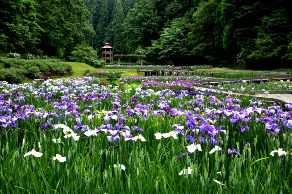 しらさぎ森林公園のお花