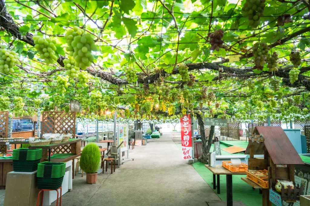 新潟県「白根グレープガーデン」