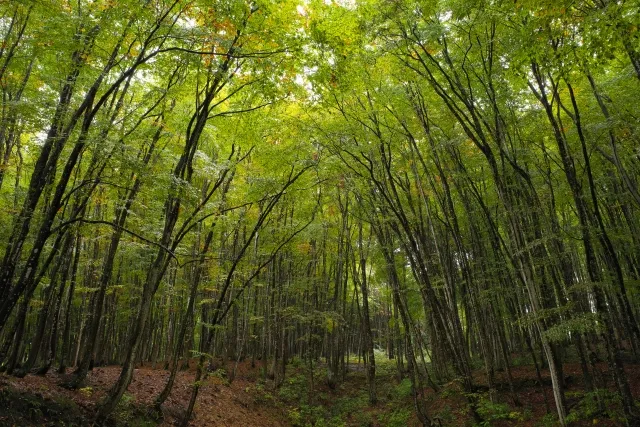 新潟　自然　美人林
