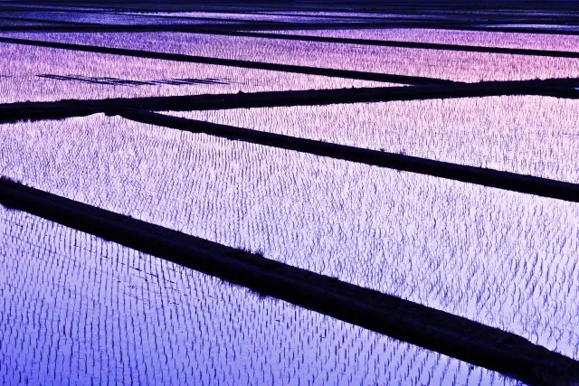 新潟　田んぼ　絶景