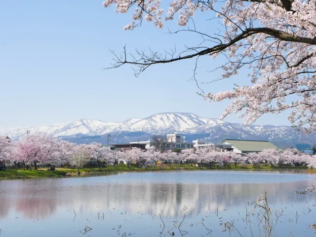 新潟　公園　桜