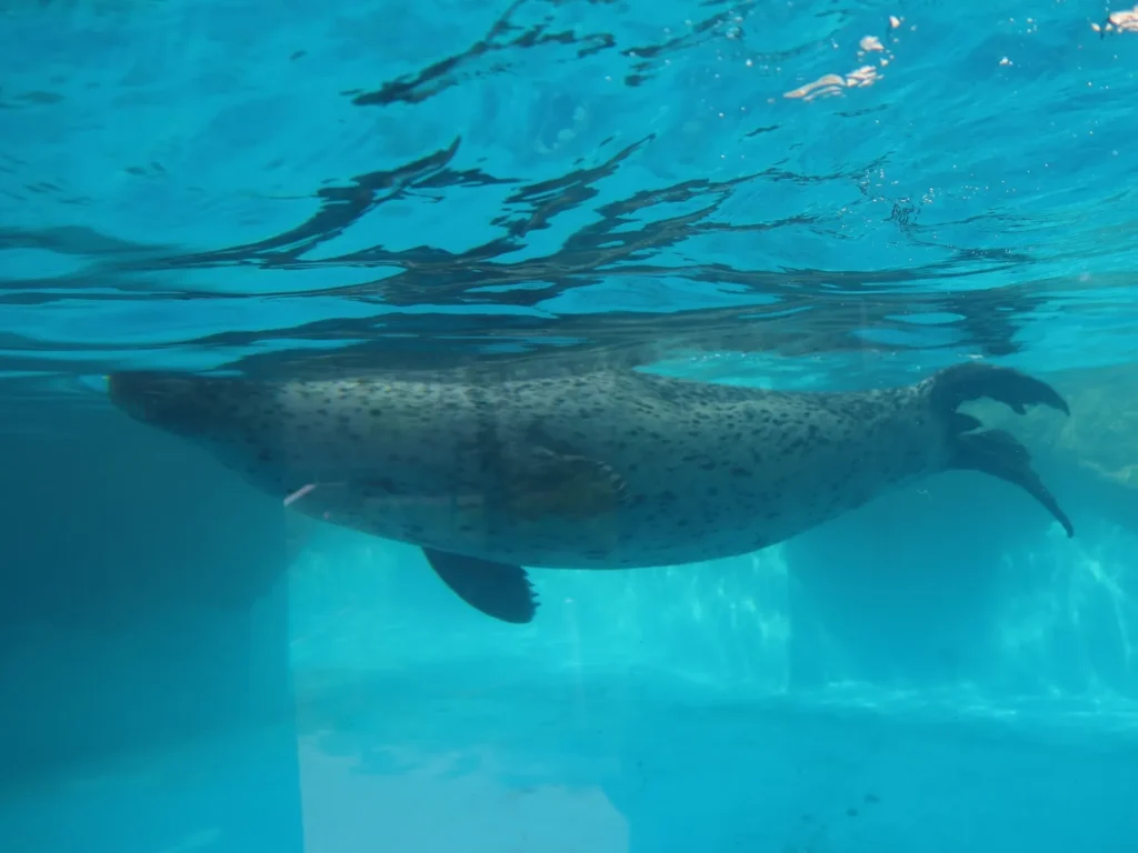 水槽の中で泳ぐ巨大生物