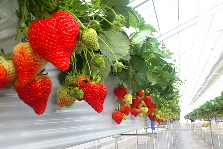 ずらっと奥まで並んだ真っ赤なイチゴ