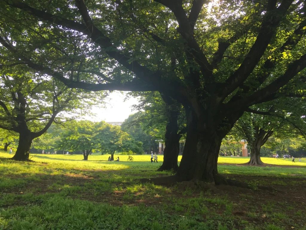 光が丘公園の芝生