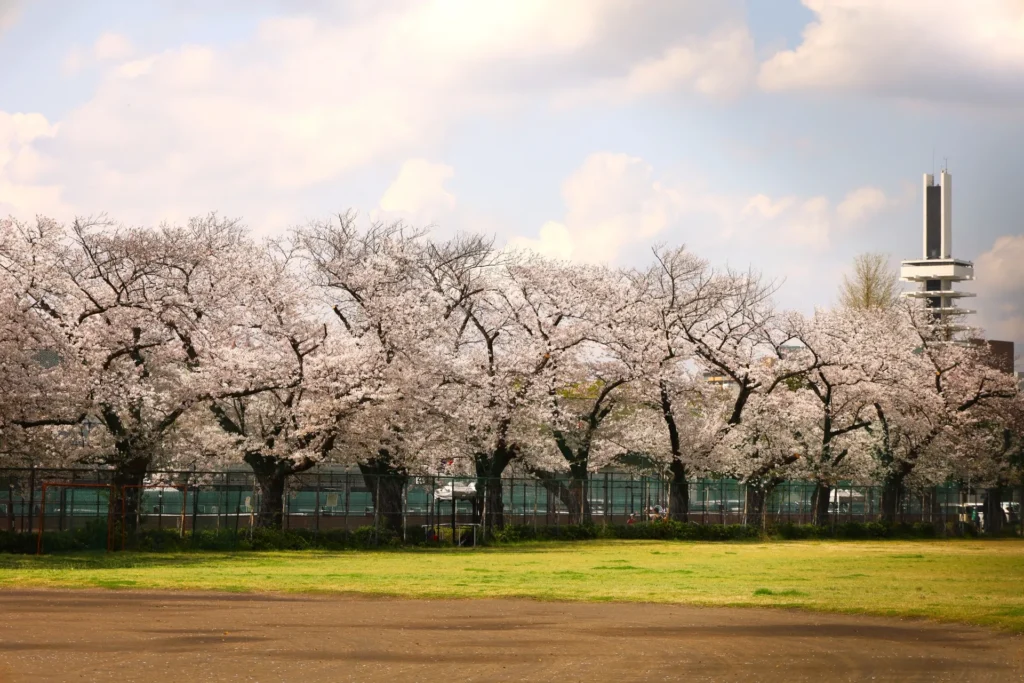 駒沢オリンピック公園の芝生と桜
