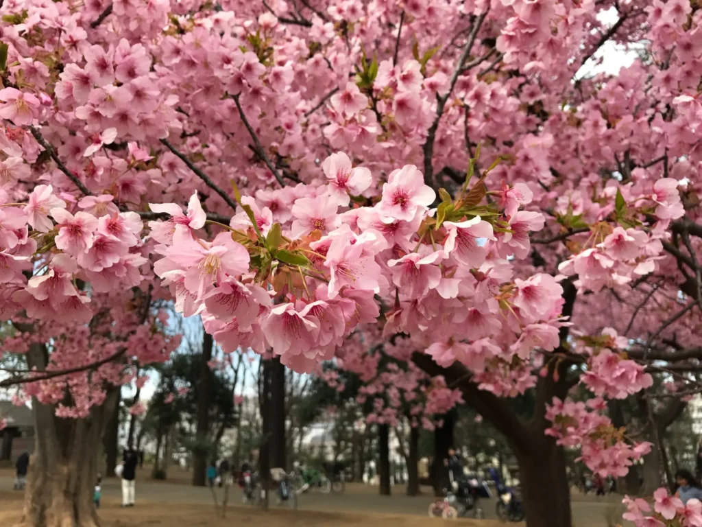 林試の森公園の桜
