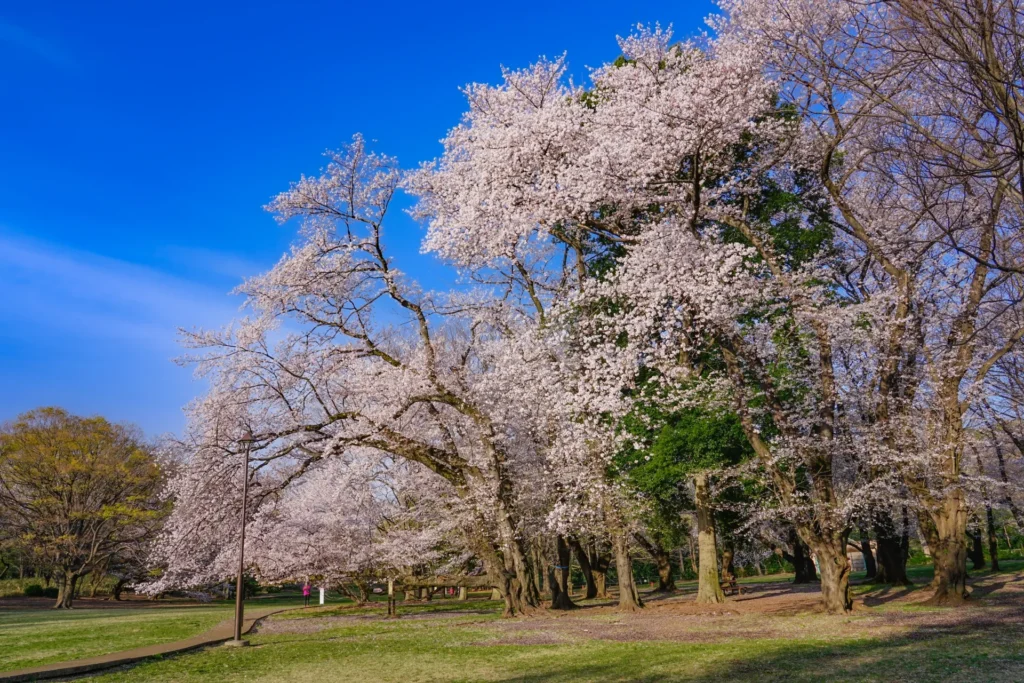 砧公園の桜