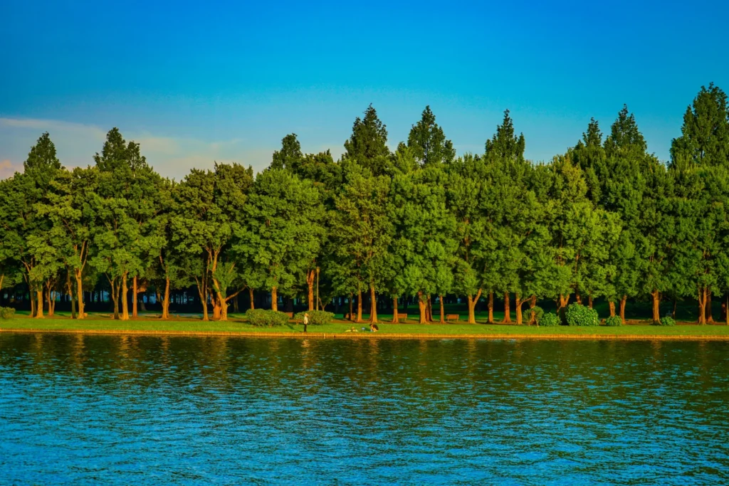 水元公園の池と森林