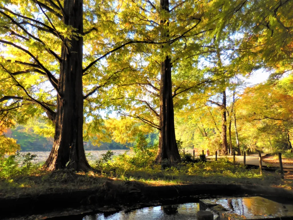 石神井公園の木々